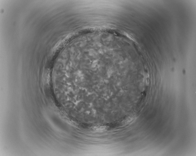 X0000052650495200507221845