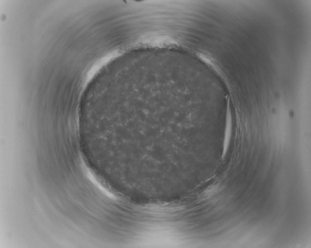 X0000052650630200507221842