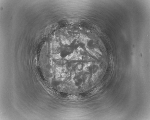 X0000052650703200507221842