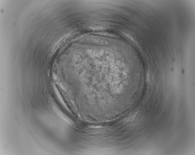 X0000052650733200507221841