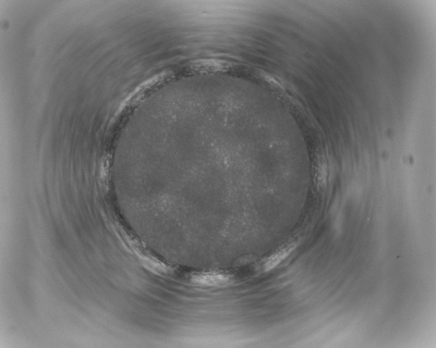 X0000052650759200507221841