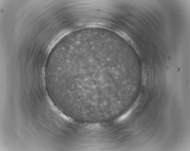 X0000052650798200507221840