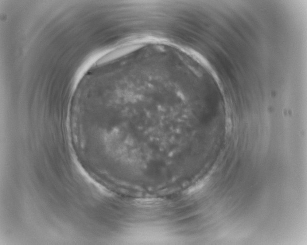 X0000052650863200507221840