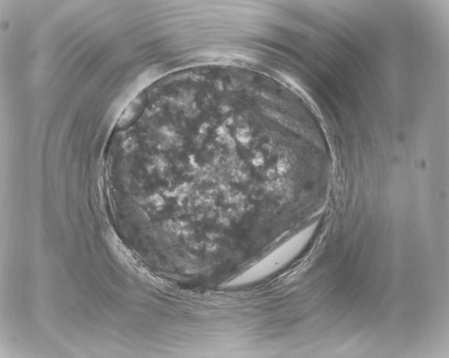 X0000052650899200507221838