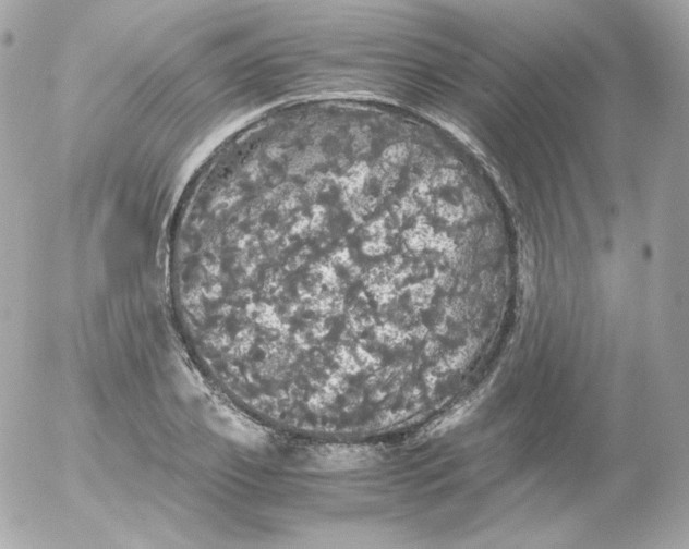 X0000052650933200507221838