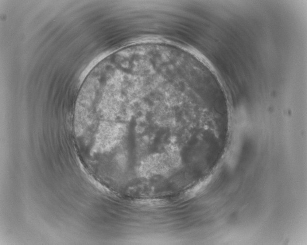 X0000052650953200507221838