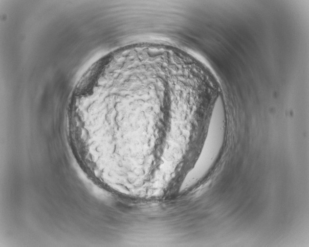 X0000052650999200507221837