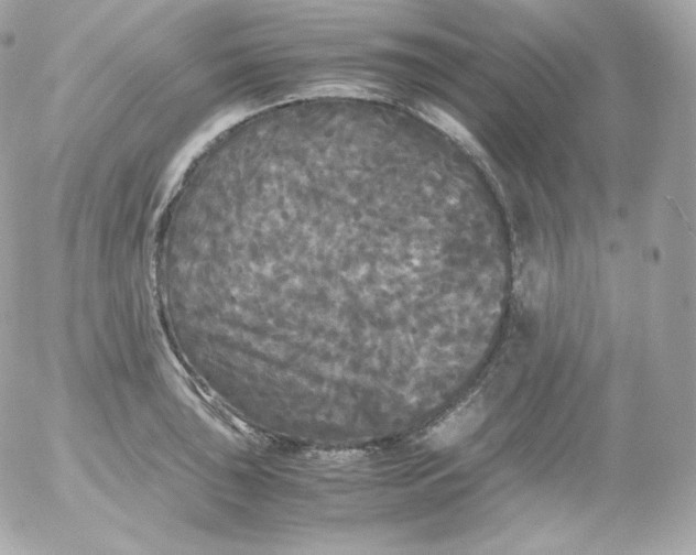 X0000052651043200507221836