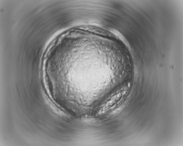 X0000052651052200507221836