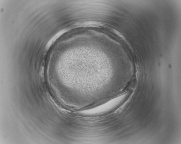 X0000052651066200507221836