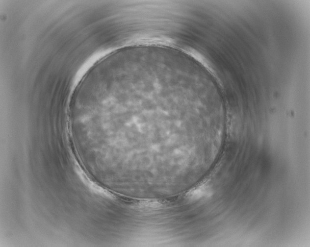 X0000052651094200507221835