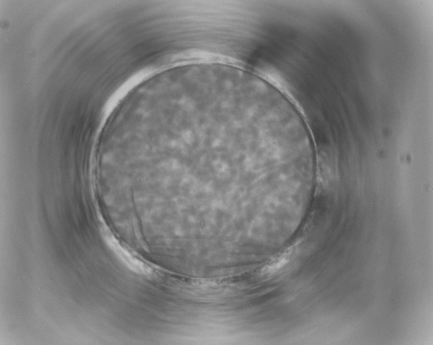 X0000052651098200507221835