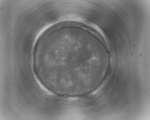 X0000052651144200507221835