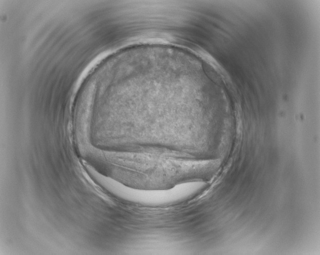 X0000052651240200507221833