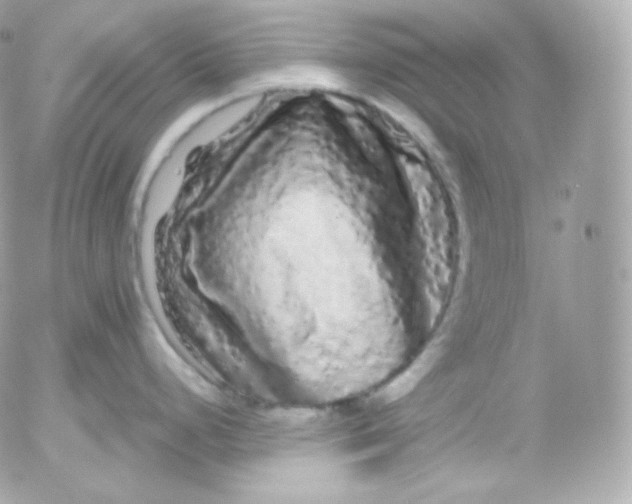 X0000052651248200507221833