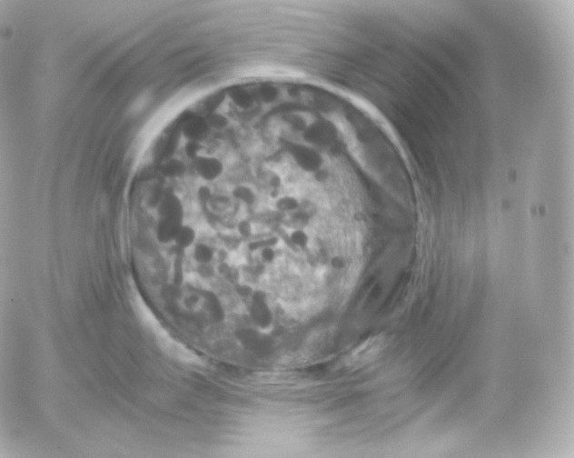 X0000052651295200507221832