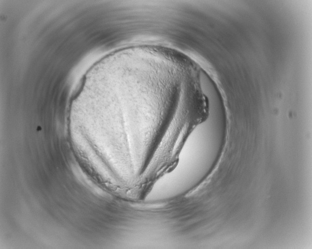 X0000052651296200507221832