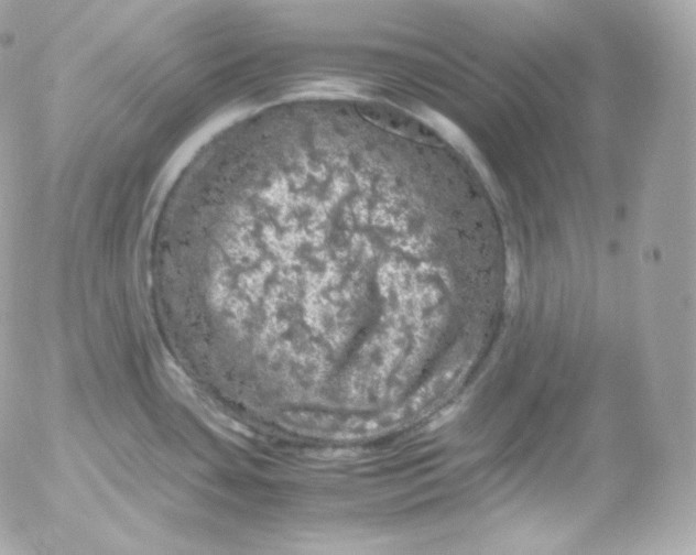 X0000052651435200507221830