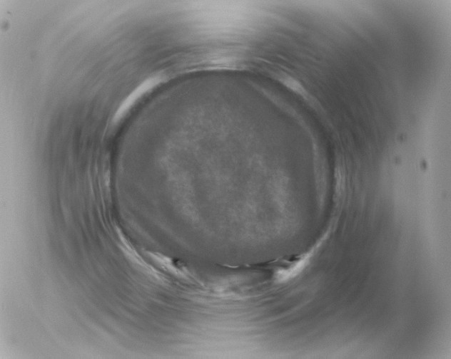 X0000052651450200507221829