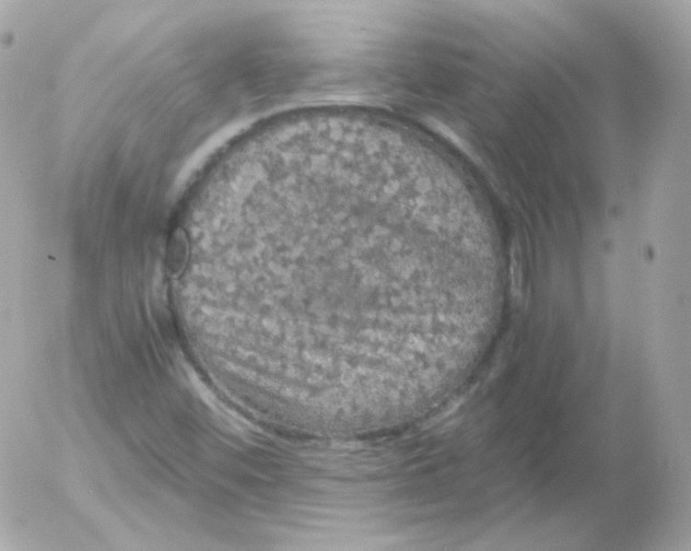 X0000052651452200507221829