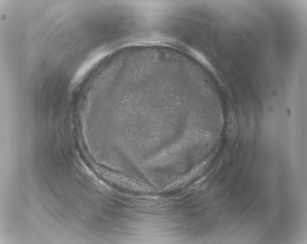 X0000052651456200507221829