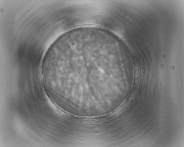 X0000052651466200507221829