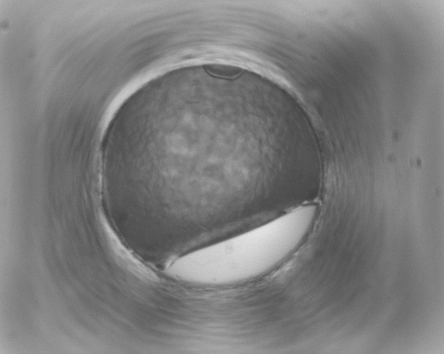 X0000052651522200507221828