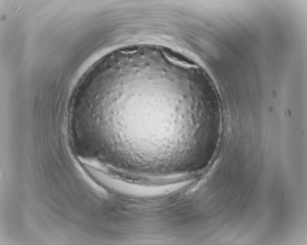 X0000052651525200507221828