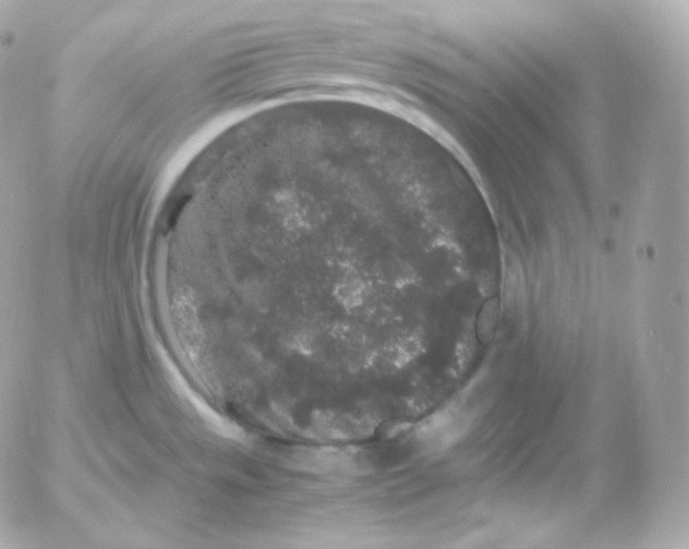 X0000052651533200507221829