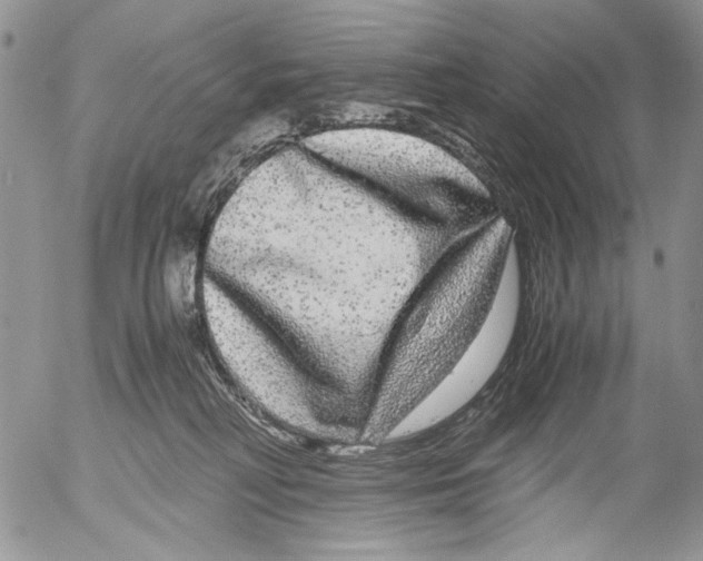 X0000052650230200507292339