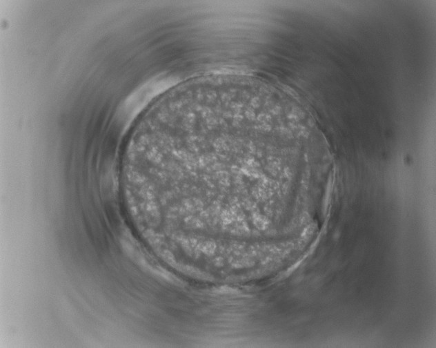 X0000052650290200507292338
