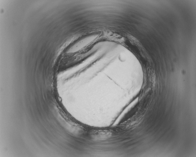 X0000052650443200507292335