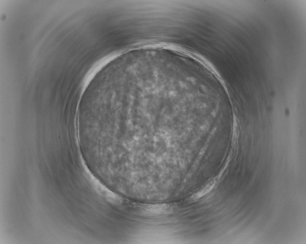 X0000052651247200507292323