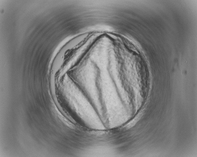X0000052651248200507292323