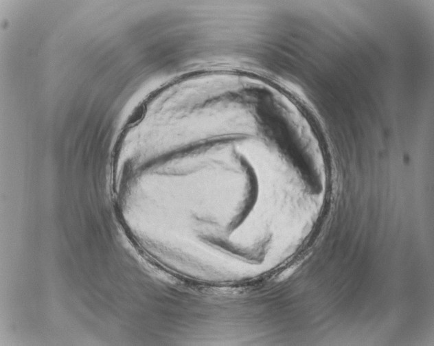 X0000052651424200507292319