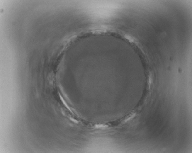 X0000052651445200507292319