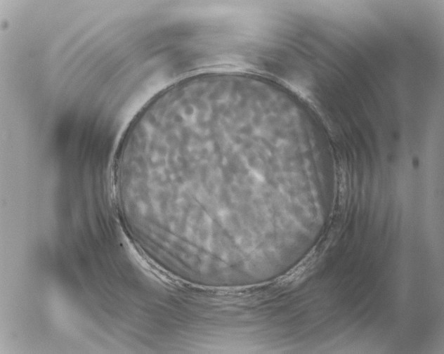 X0000052651466200507292318