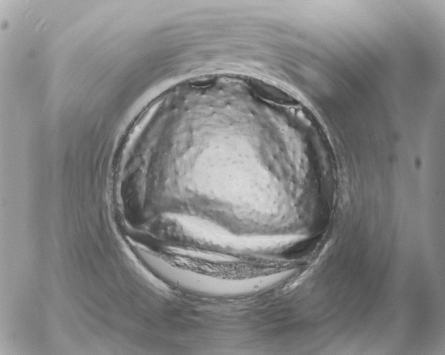 X0000052651525200507292318