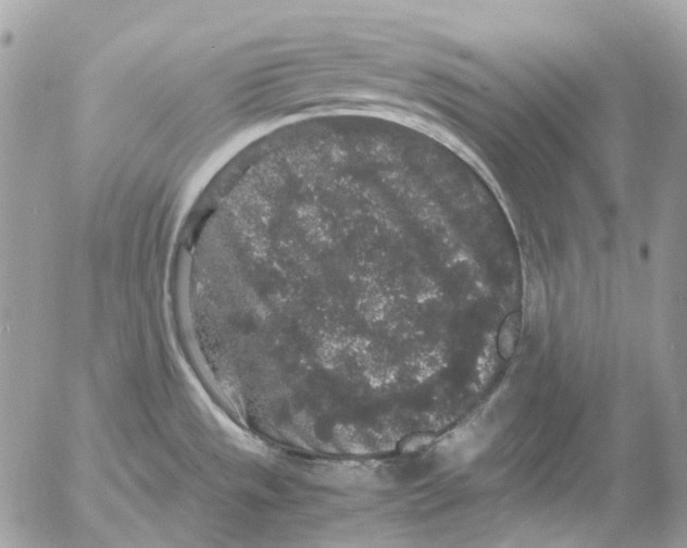 X0000052651533200507292318