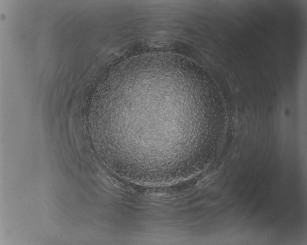 X0000052920817200507081050