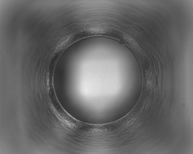 X0000052920494200507151554
