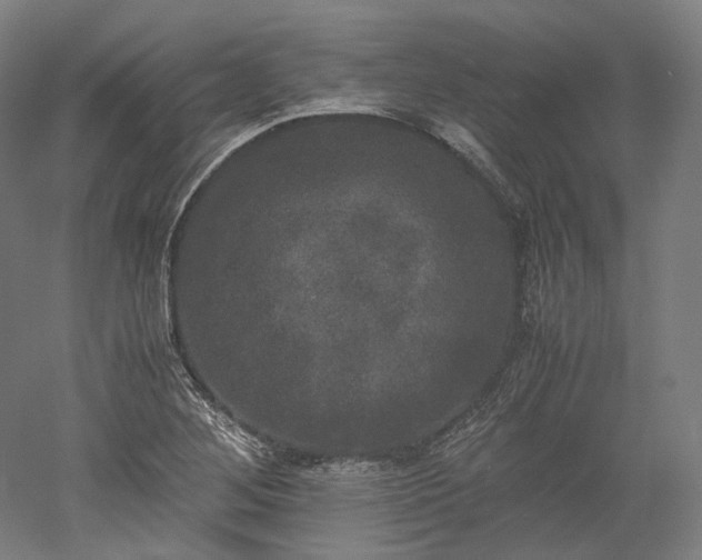 X0000052921268200507151541