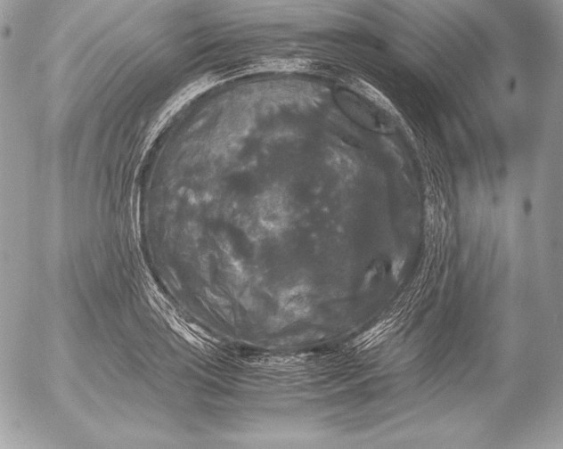 X0000052921035200507221051
