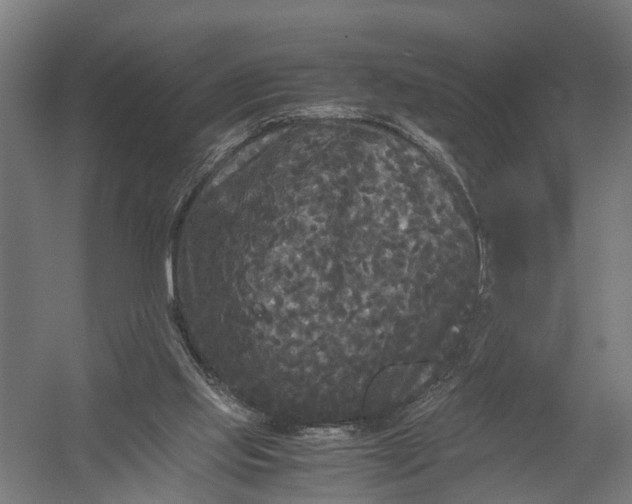 X0000052920061200507292337