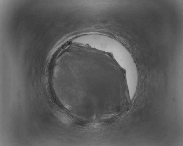 X0000052920295200507292333