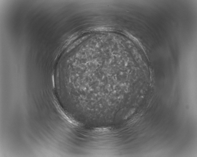 X0000052920061200508050814