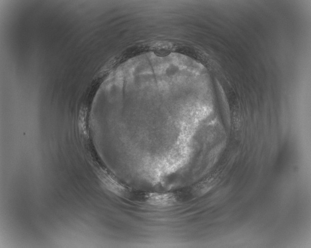 X0000052920185200508050813