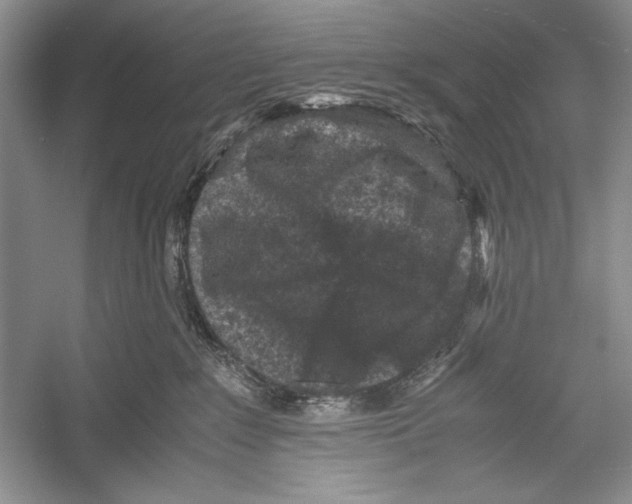 X0000052920235200508050811