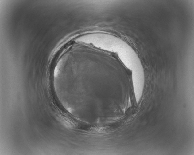 X0000052920295200508050810