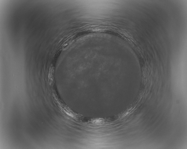 X0000052920325200508050810